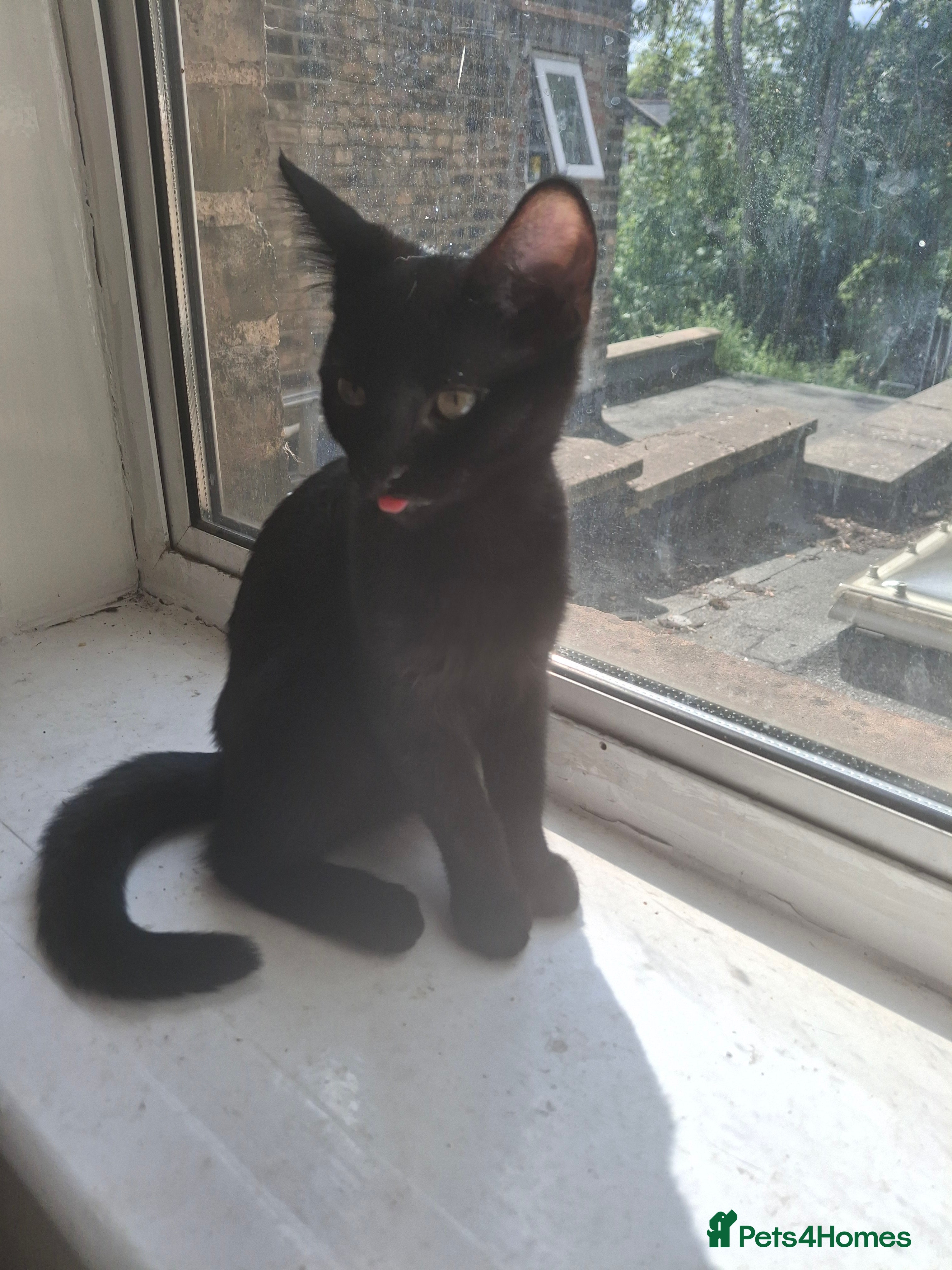 Mixed Breed cats 🐾 Beautiful 6-Month-Old Female Kitten – Betty 🐾 - Advert 5
