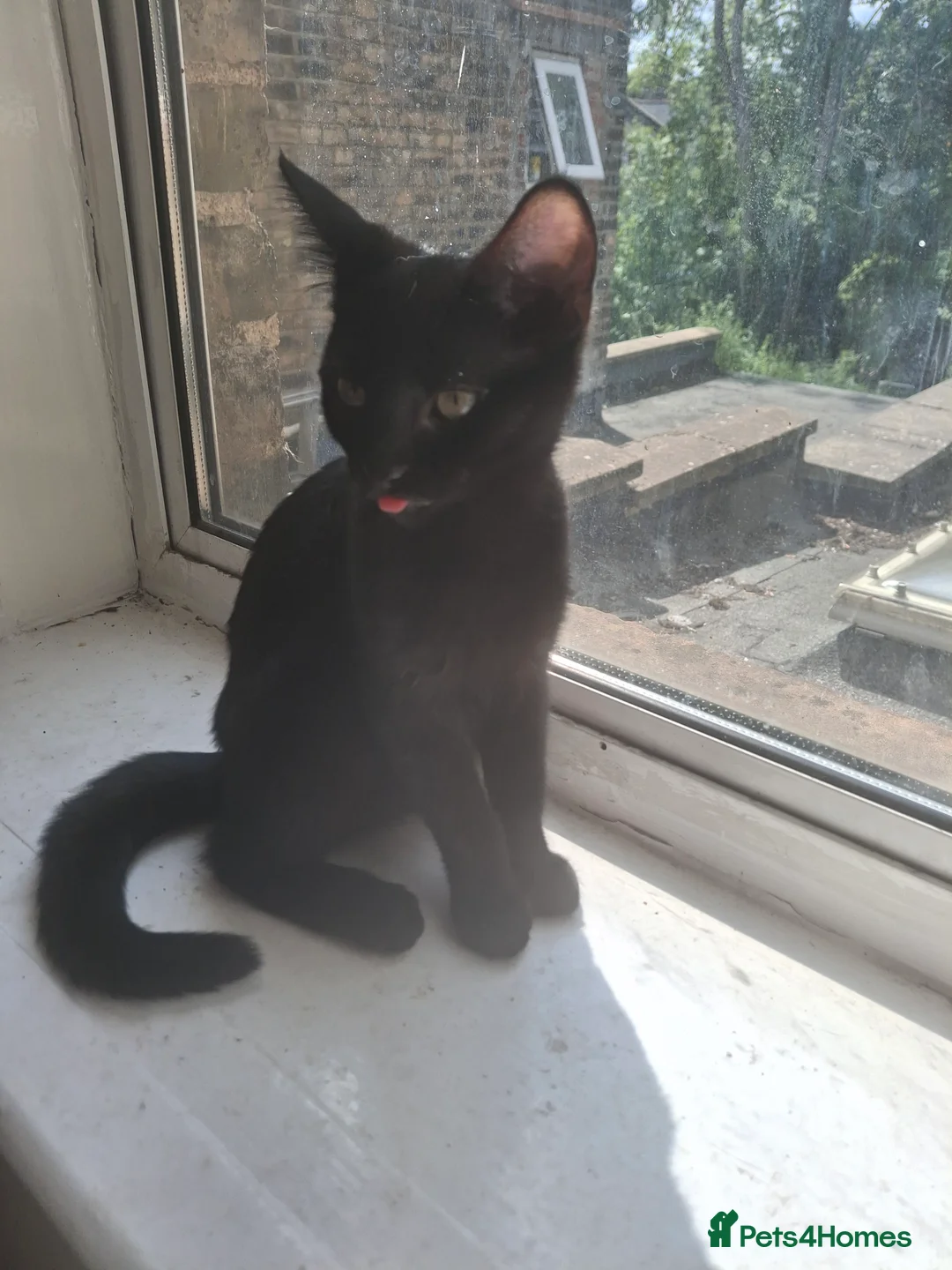 Mixed Breed cats for sale: 🐾 Beautiful 6-Month-Old Female Kitten – Betty 🐾 - Advert 1