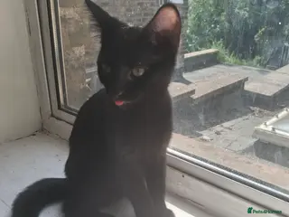 Mixed Breed cats 🐾 Beautiful 6-Month-Old Female Kitten – Betty 🐾 - Advert 5