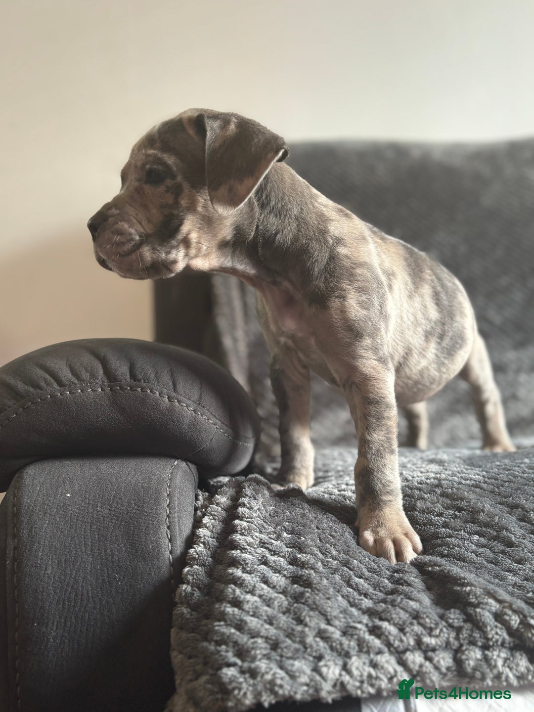 Cane Corso dogs for sale: Beautiful Cane corso Pups  - Image 5