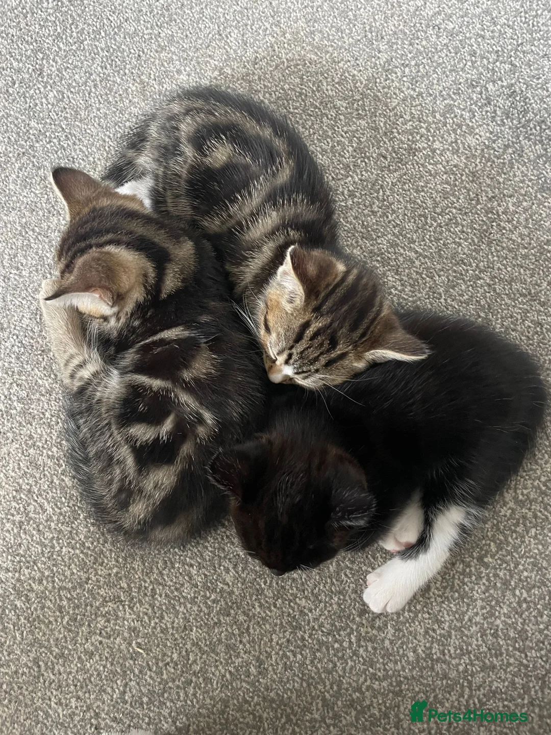 Domestic Shorthair cats for sale: TWO beautiful Tabby kittens available  - Advert 9