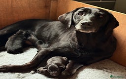 Mixed Breed dogs for sale: Lab x collie bitch  - Image 8