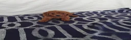 Cavapoo dogs for sale: Beautiful cavapoo puppies  - Advert 9