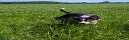 Border Collie dogs for sale: Cracking Litter of Tri Coloured Collies For Sale - Advert 8