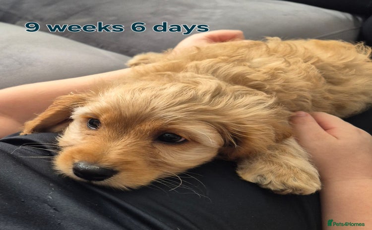 Cavapoochon dogs - Advert 3