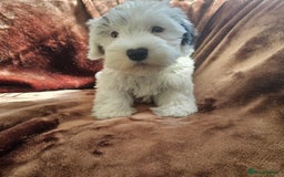 Sealyham Terrier dogs for sale: Sealyham Looking for their forever homes  in Usk - Image 6