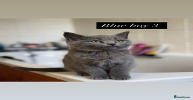 British Shorthair cats - Advert 2