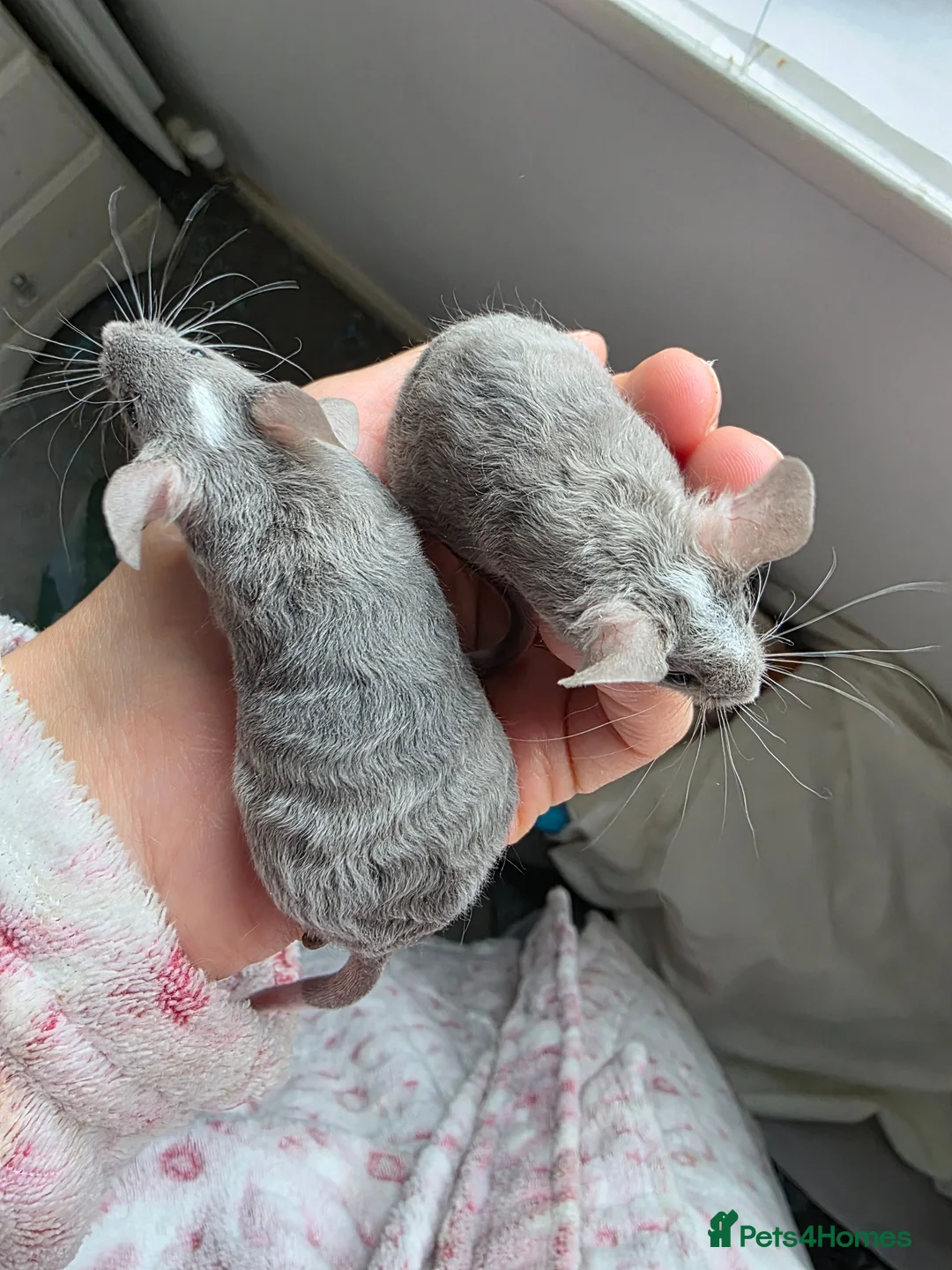 Mouse rodents for sale: 4 girls ready to go - Advert 1