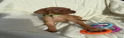 Hungarian Vizsla dogs for sale: 8 Five week old KC Reg Vizsla Puppies for sale - Advert 13