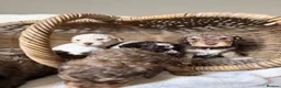 Lagotto Romagnolo dogs for sale: Kennel Club Registered Lagotto Romagnolo Puppies - Advert 11