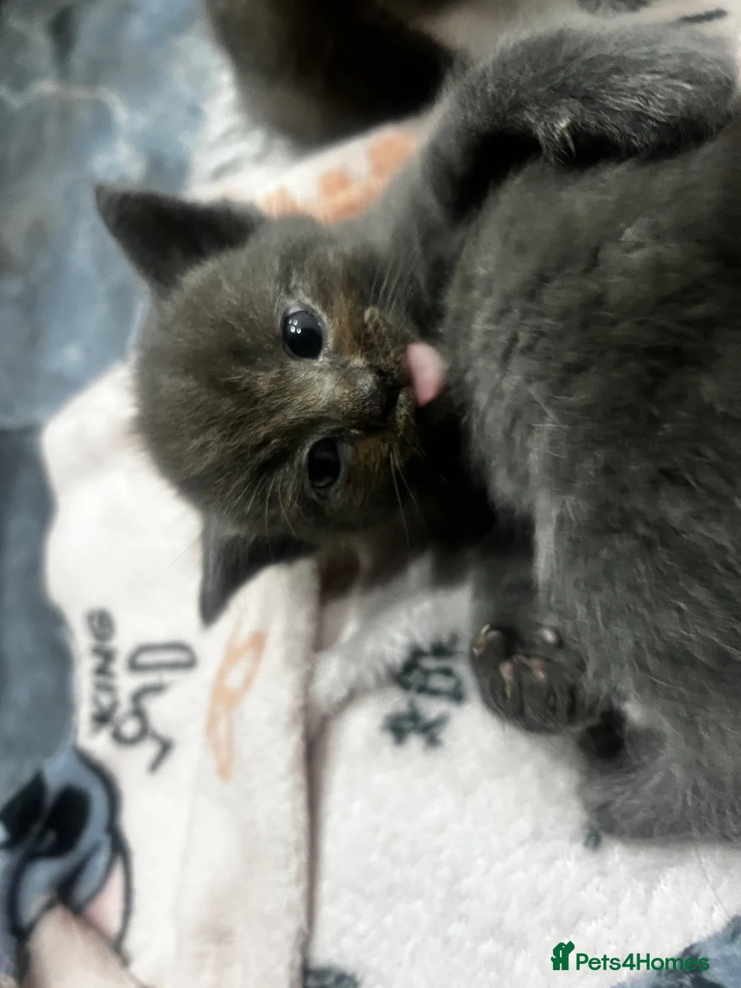 Ragdoll cats for sale: Six beautiful Ragdoll and snowshoe kittens in Newport Pagnell - Advert 21