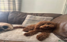 Toy Poodle dogs for stud: Kc health tested fox red Toy poodle for stud  - Image 6