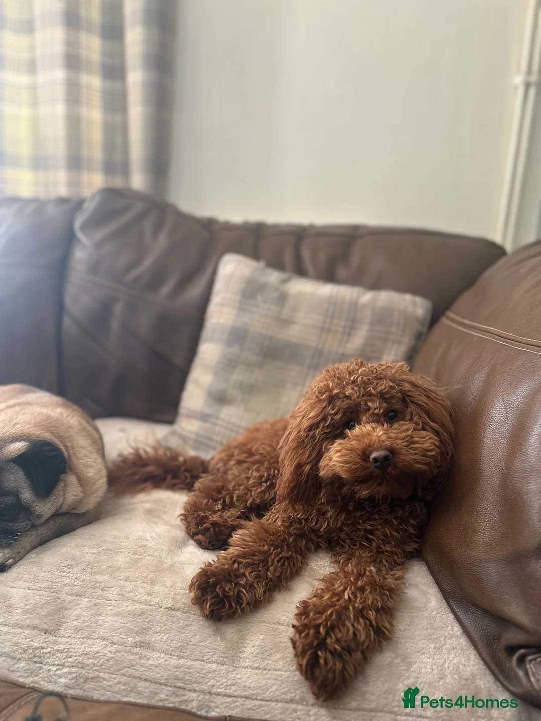 Toy Poodle dogs for stud: Kc health tested fox red Toy poodle for stud  - Advert 7