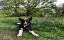 Border Collie dogs for sale: Unique Tri colour and piebald Border Collies  - Image 27