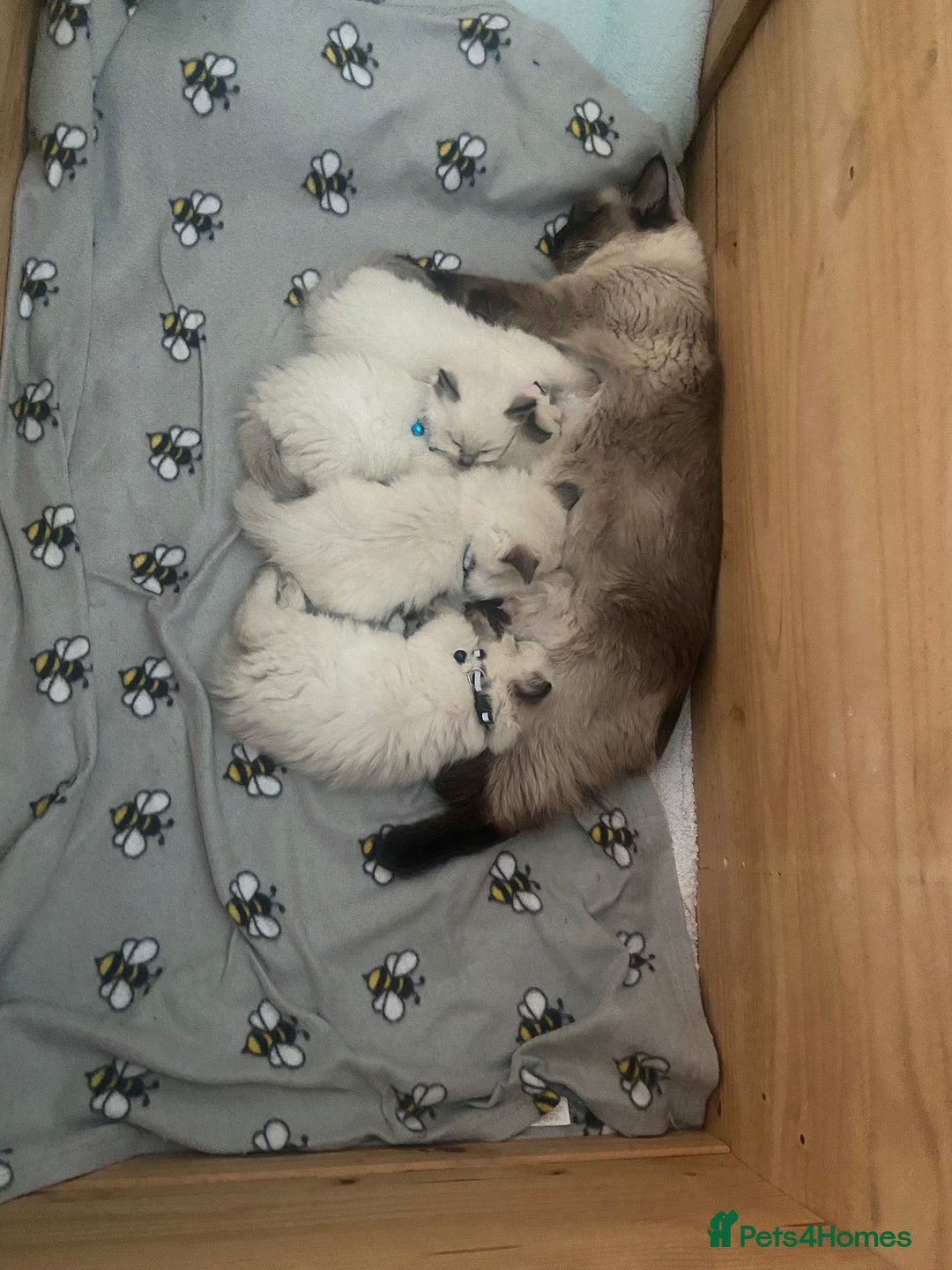 Ragdoll cats for sale: Purebred Ragdoll Kittens 3 Boys & 1 Girl - Advert 3