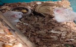 Hamster rodents for sale: 4 beautiful Syrian hamsters  - Image 4