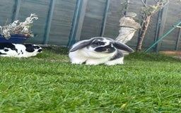 English Lop rabbits for sale: Two beautifully lop girls - Image 1