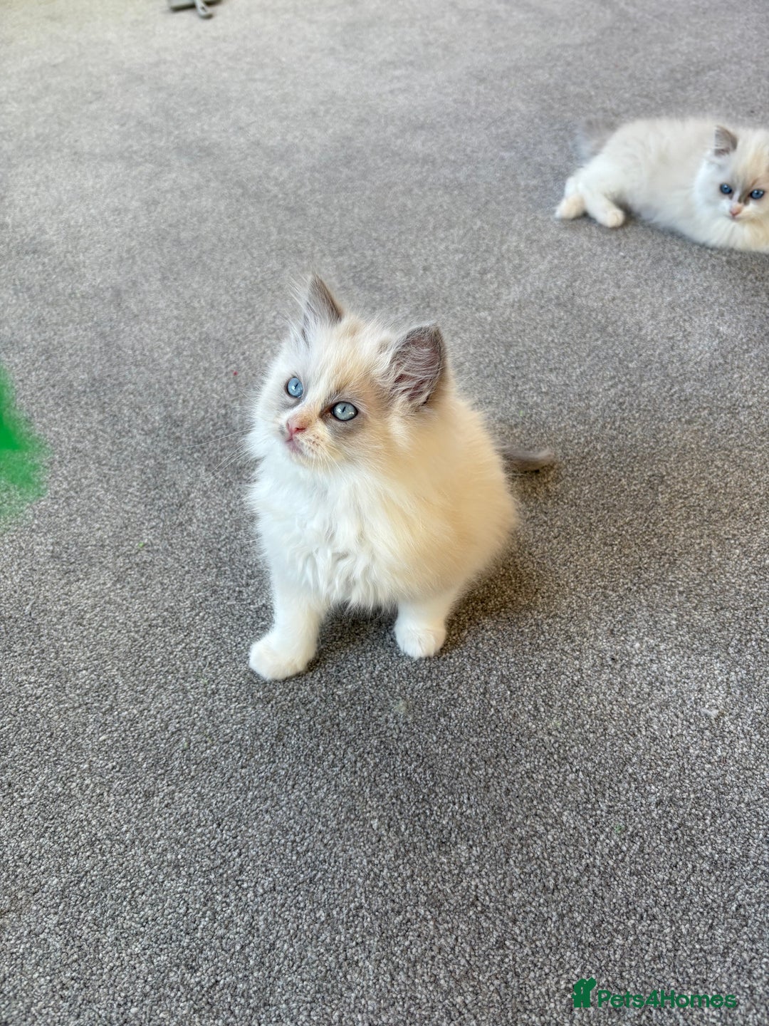 Ragdoll cats for sale: Blue GCCF pedigree Ragdoll kittens - Advert 17