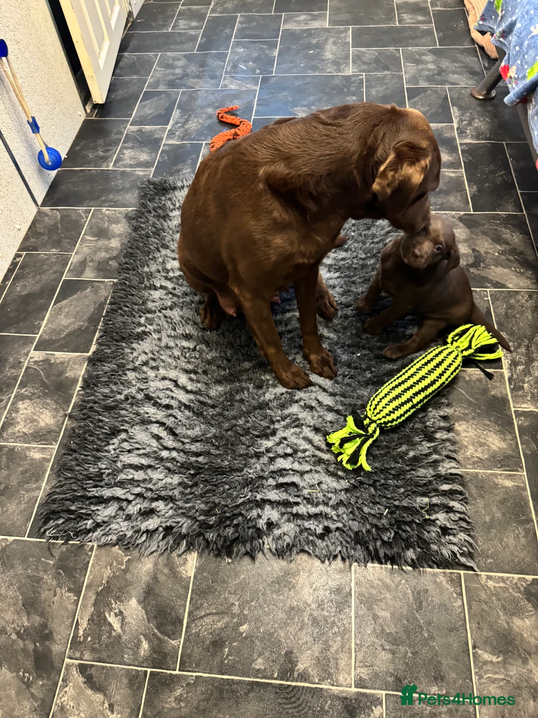 Labrador Retriever dogs for sale: Gorgeous Chunky Chocolate KC Girl - Advert 9