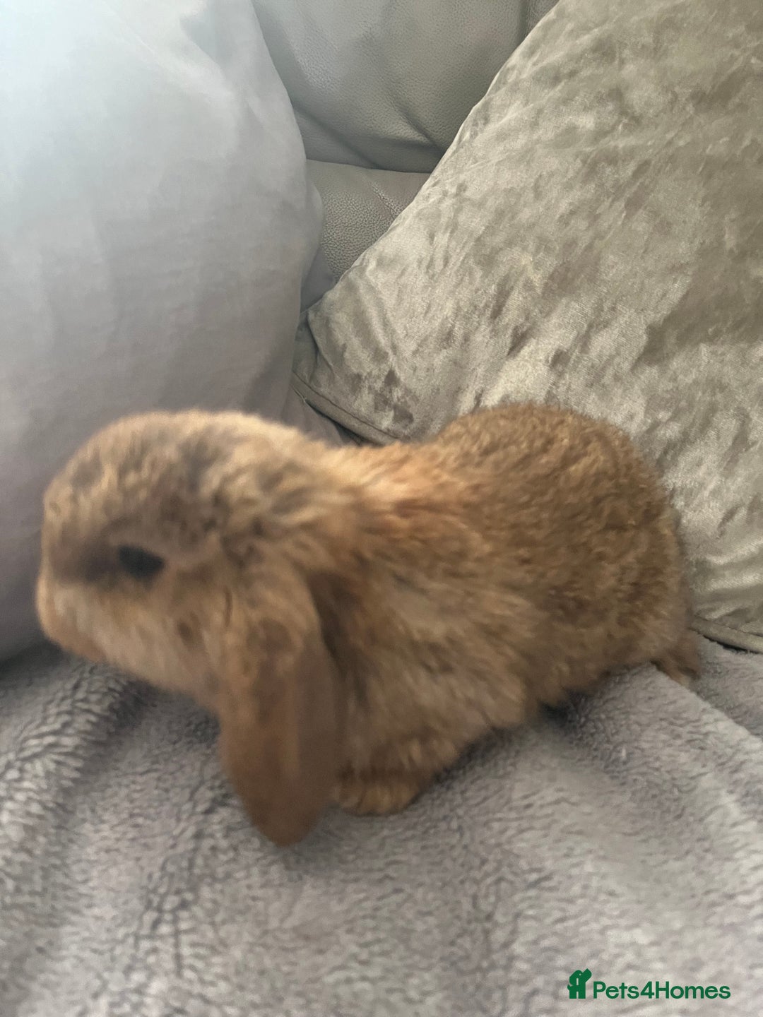 Mini Lop rabbits for sale: Mini lop rabbit - Advert 12