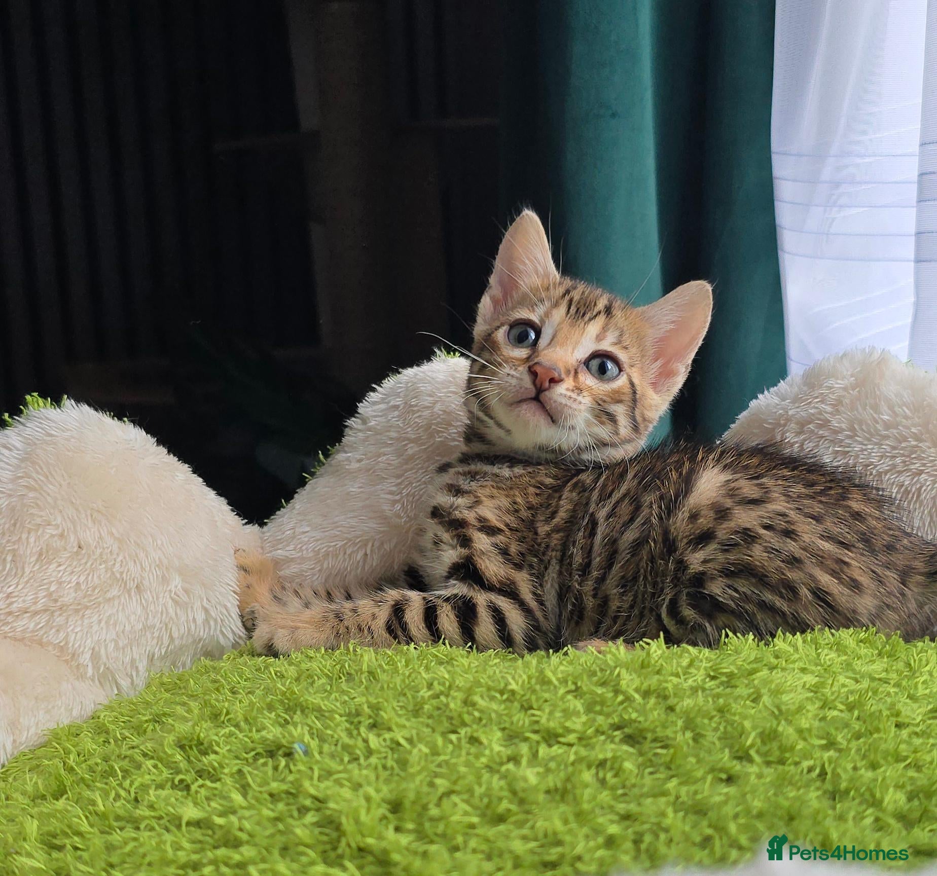 Bengal cats Outstanding rosetted brown bengal girls and boys🔥 - Advert 3