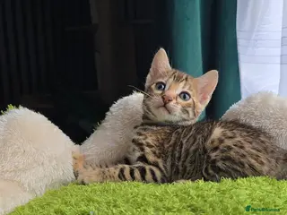 Bengal cats Outstanding rosetted brown bengal girls and boys🔥 - Advert 3
