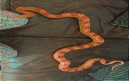Corn Snake reptiles for sale: Adult Cornsnake & Full Setup - Advert 6