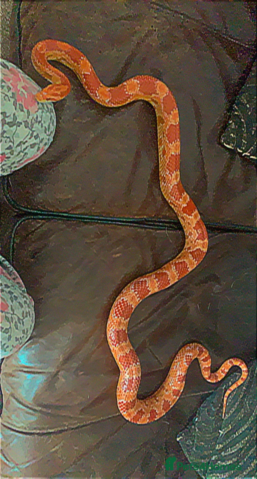 Corn Snake reptiles for sale: Adult Cornsnake & Full Setup - Advert 6