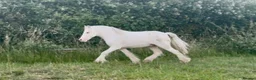 Other Breed horses for sale: 11hh TGCA cob  in Coventry - Advert 2