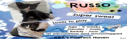 Domestic Shorthair cats for sale: Kittens & cats for adoption  - Advert 22