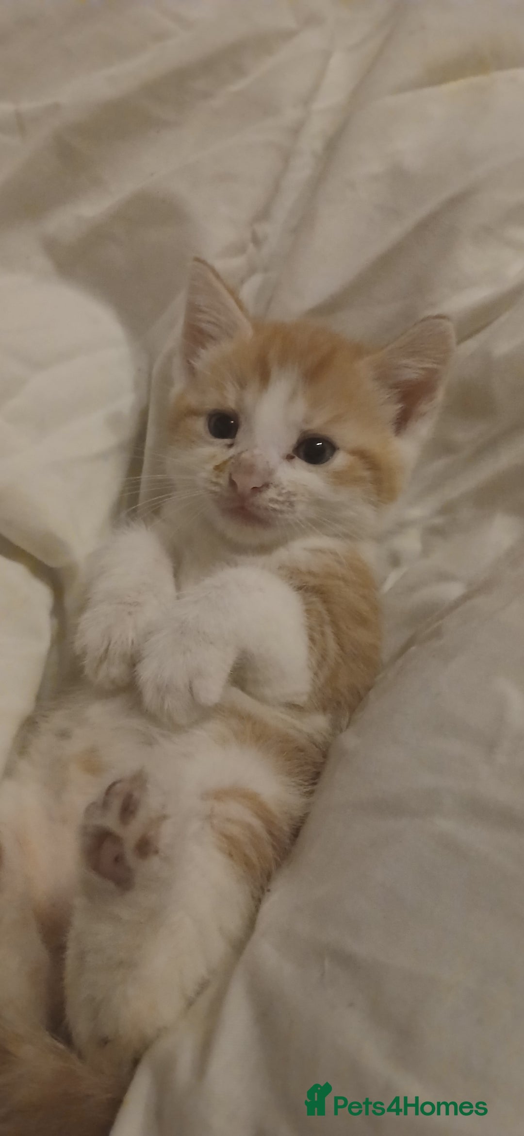 Mixed Breed cats for sale: Female Ginger&Tabby&Black Kittens (Stevenage) - Image 5