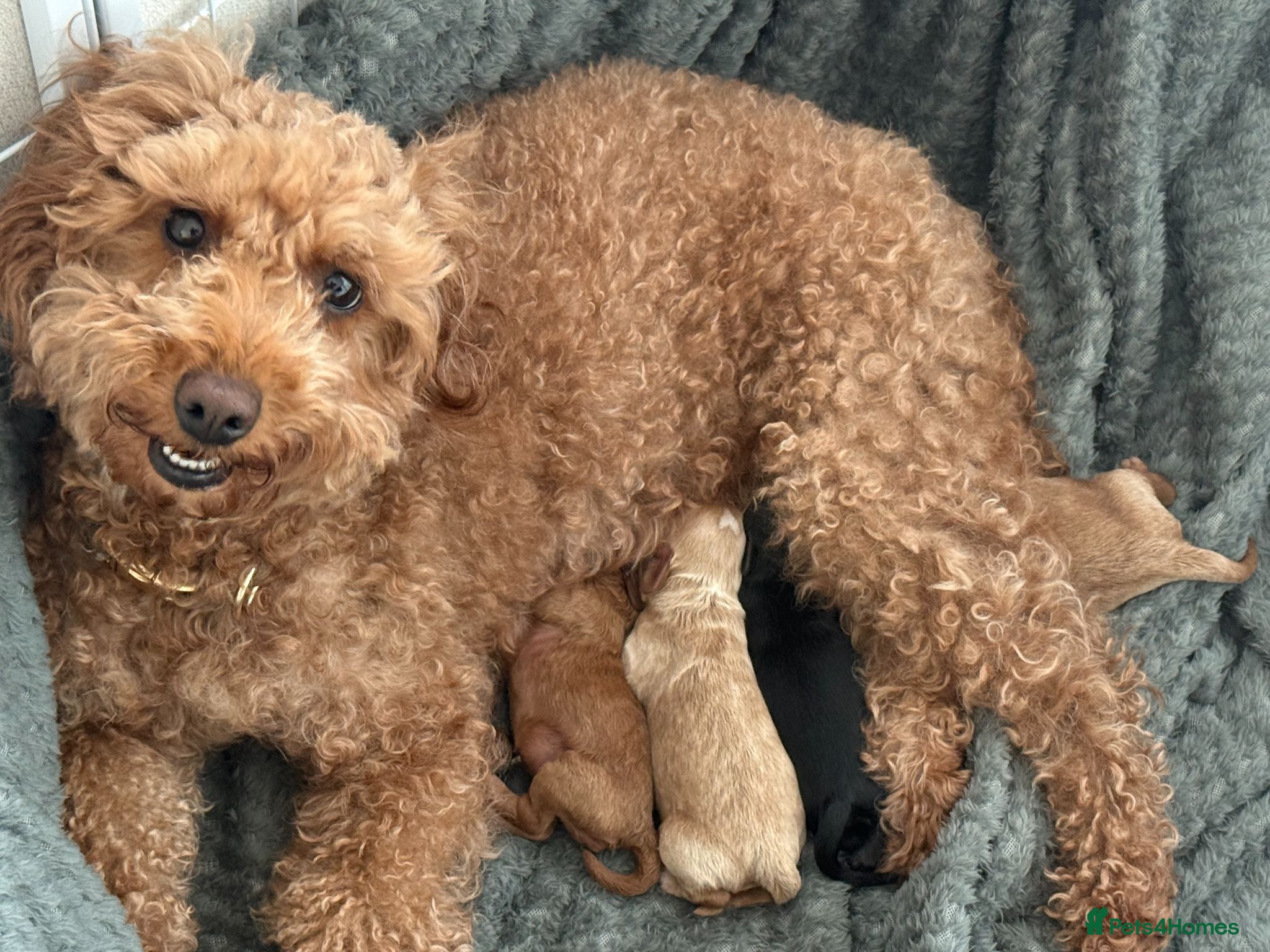 Mixed Breed dogs Beautiful Cockapoo × Cavapoo Puppies - Advert 1