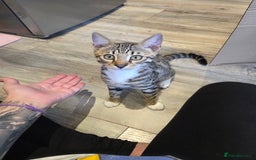 Bengal cats for sale: Bengal X kittens - Image 1