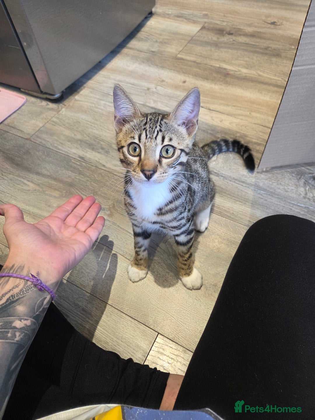 Bengal cats for sale: Bengal X kittens - Image 1