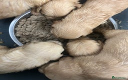 Golden Retriever dogs for sale: Beautiful golden retriever litter 🐶⭐️ - Image 31