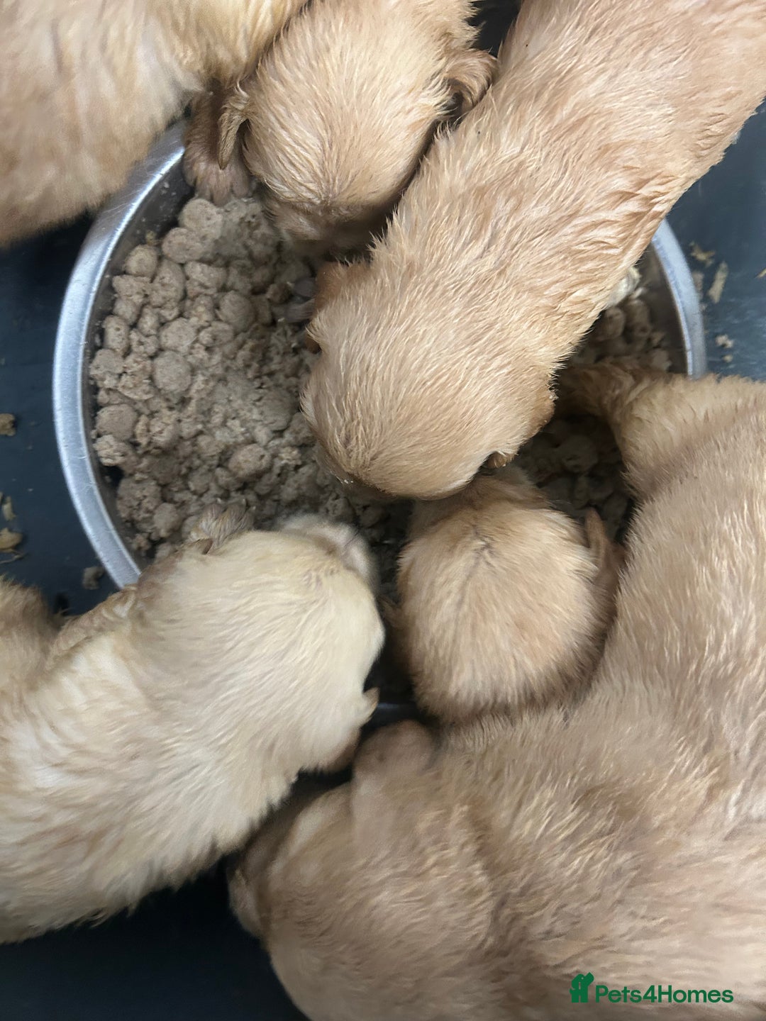 Golden Retriever dogs for sale: Beautiful golden retriever litter 🐶⭐️ - Image 31