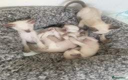 Siamese cats for sale: 🤩🐱Beautiful Siamese kittens for sale🐱⚡️ - Image 1