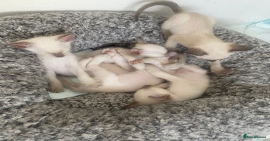 Siamese cats - Advert 3