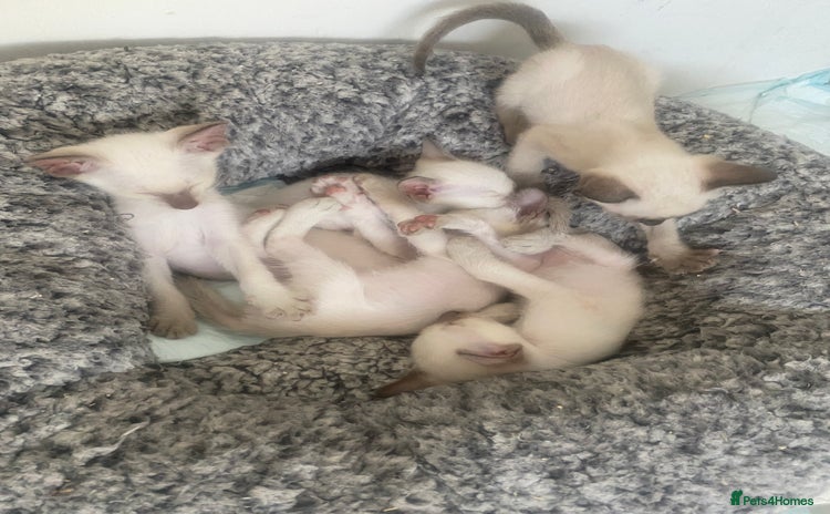 Siamese cats - Advert 1