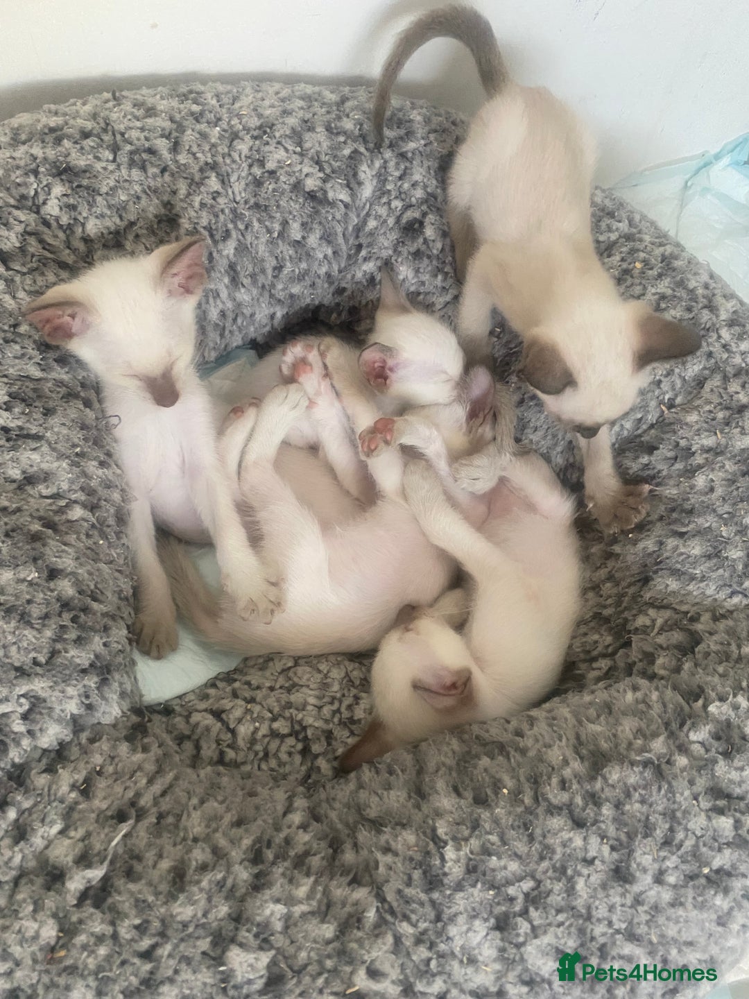 Siamese cats for sale: 🤩🐱Beautiful Siamese kittens for sale🐱⚡️ - Image 1