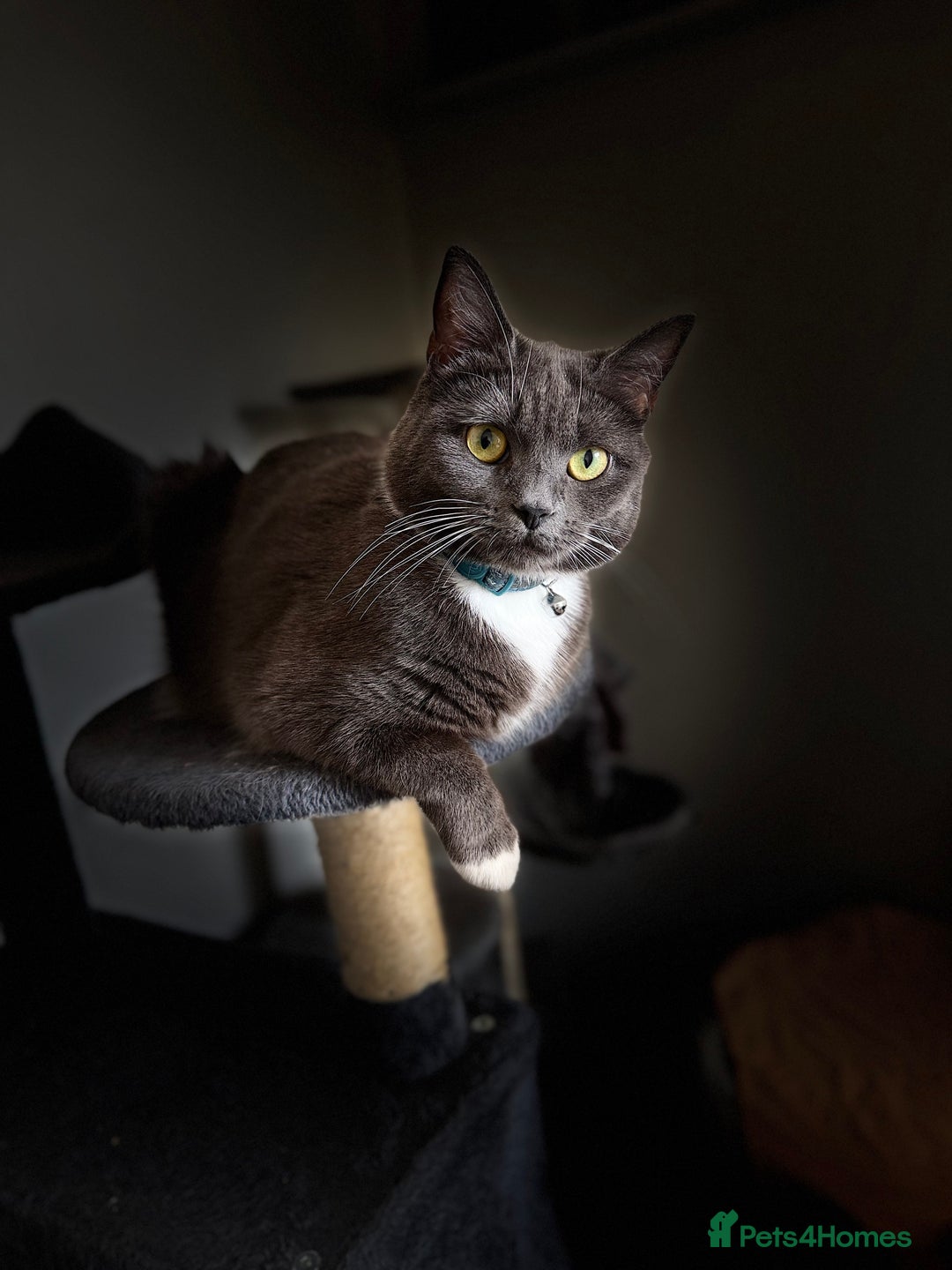 British Shorthair cats for sale: Two beautiful bi colour girls ready for new homes  - Advert 24