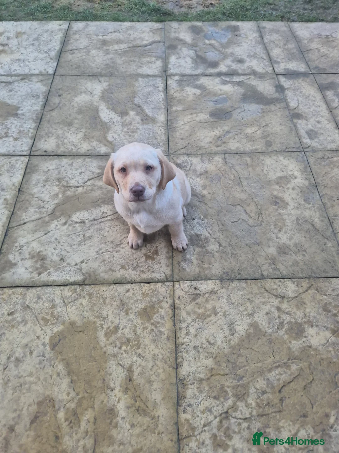 Labrador Retriever dogs for sale: Labrador Retriever last puppy  - Advert 4