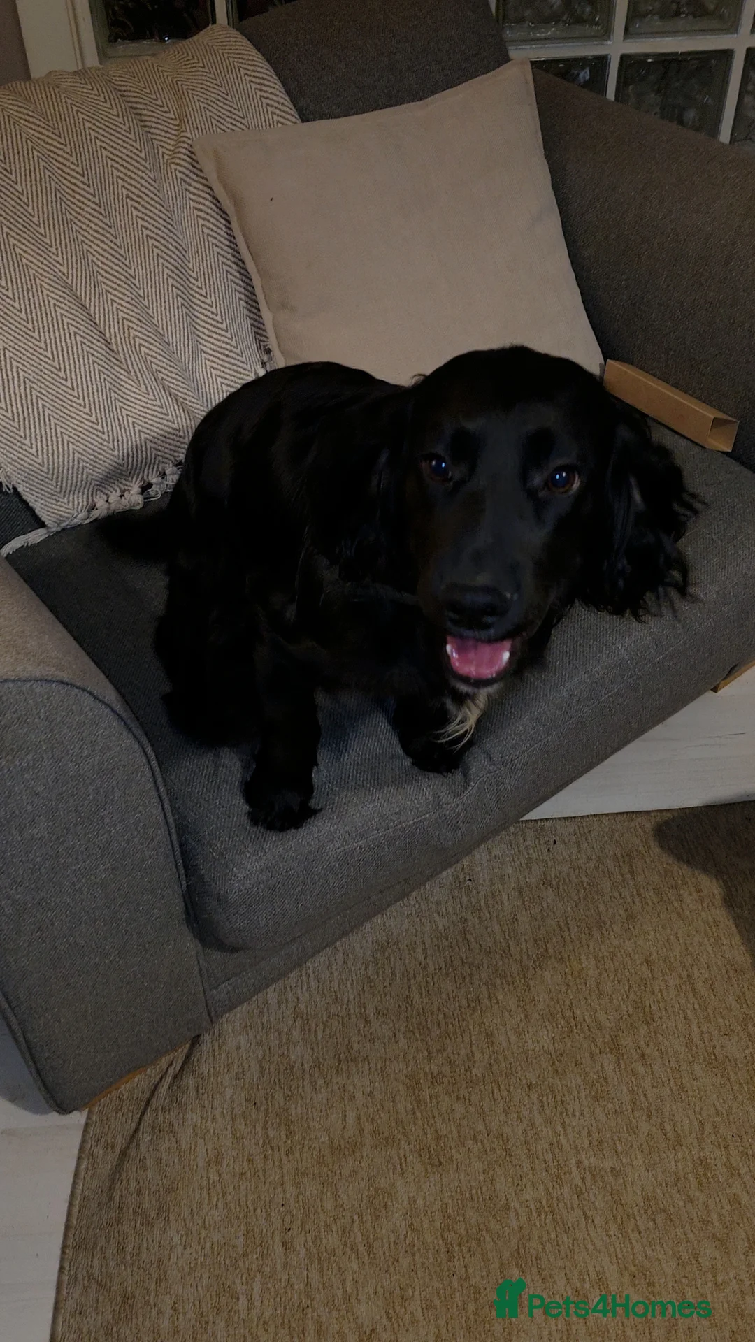 Cocker Spaniel dogs for sale: 1 year old needing a new home! - Advert 4