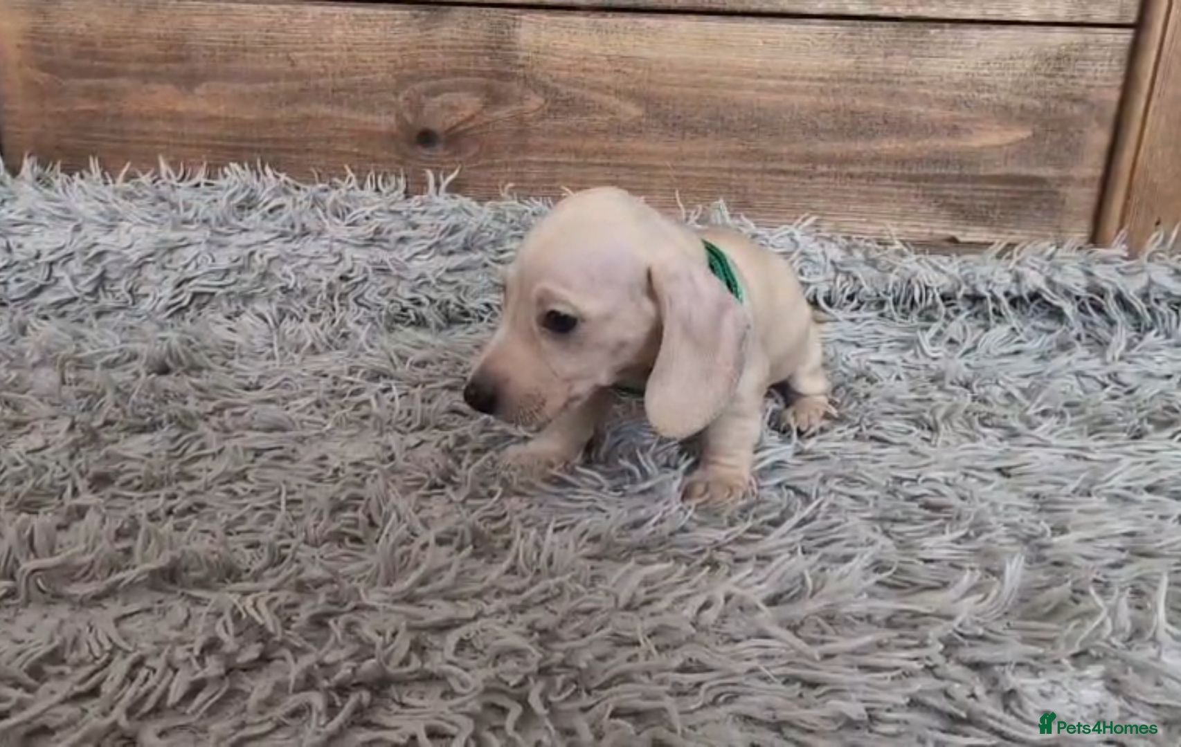 Miniature Dachshund dogs Cream Mini Dachshund Puppies KC Reg - Advert 1