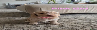 Cockapoo 1