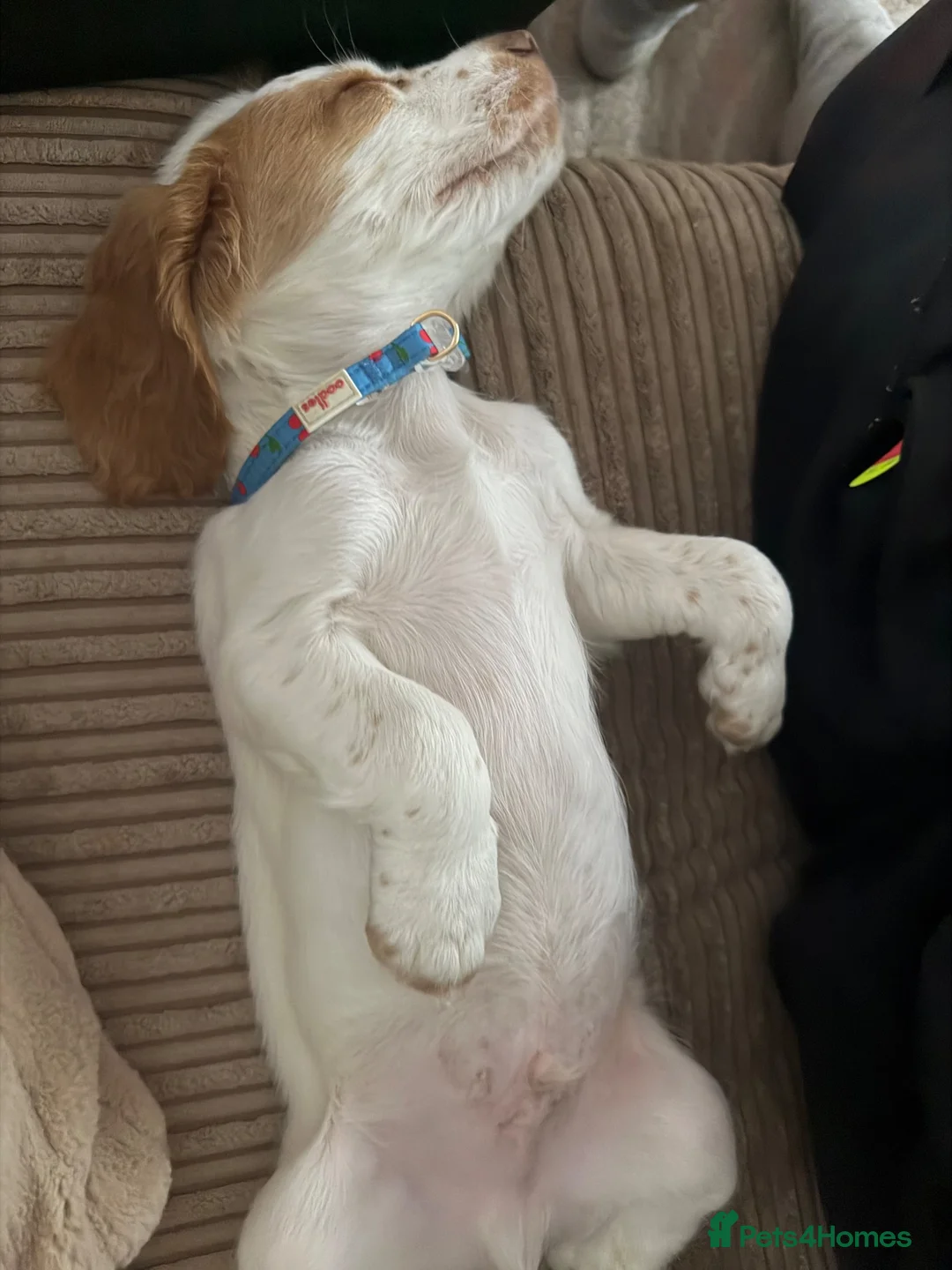 Cocker Spaniel dogs for sale: Cocker spaniel puppy - Advert 2