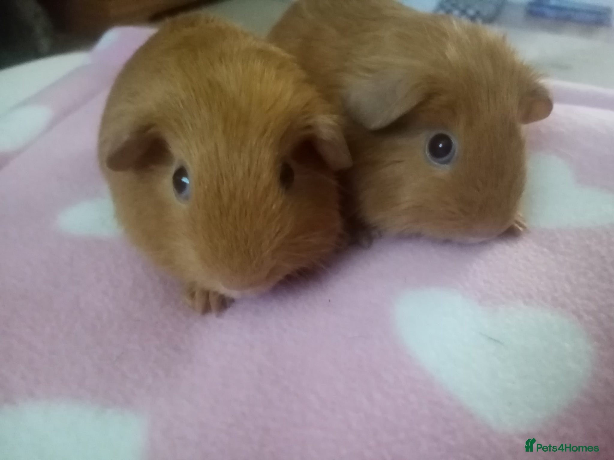 Guinea Pig rodents Two boys ready now. 4 boys 16th June.  - Advert 1