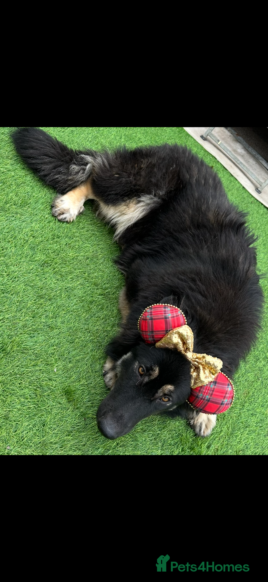 German Shepherd dogs for sale: Stunning white and black long coat German Shepards - Advert 3