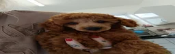 Toy Poodle dogs for sale: KC registered toy poodles for loving homes  - Advert 17
