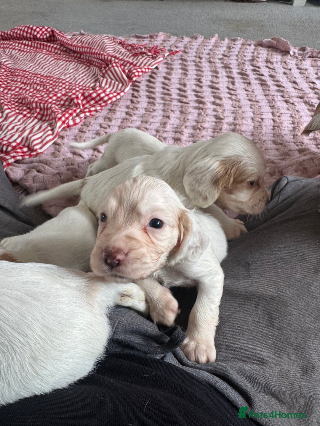 Cocker Spaniel dogs for sale: Cocker Spaniel Puppies (White/White & Gold) - Image 9